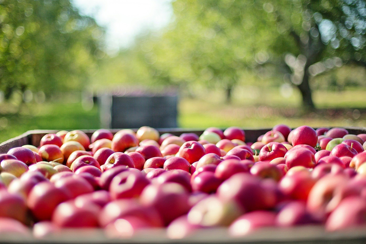 Control de peso en la industria alimentaria VARPE CONTROL DE PESO SA Control de peso en la industria alimentaria VARPE CONTROL DE PESO SA